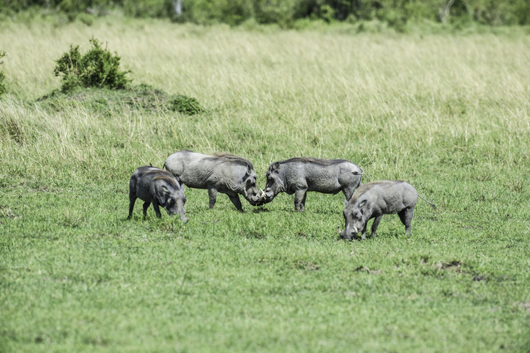 Image of Common Warthog