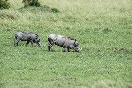 Image of Common Warthog