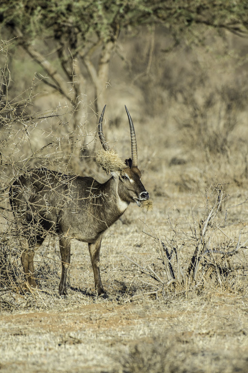 صورة Kobus ellipsiprymnus ellipsiprymnus (Ogilby 1833)