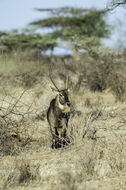 صورة Kobus ellipsiprymnus ellipsiprymnus (Ogilby 1833)