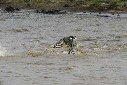 Image of Burchell's Zebra