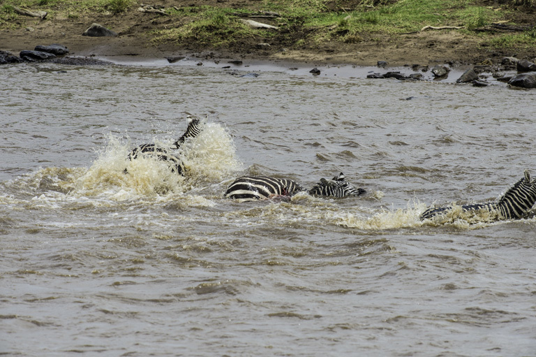 Image of Burchell's Zebra