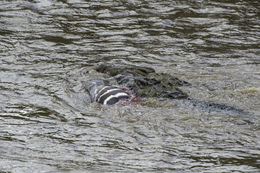 Image of Burchell's Zebra