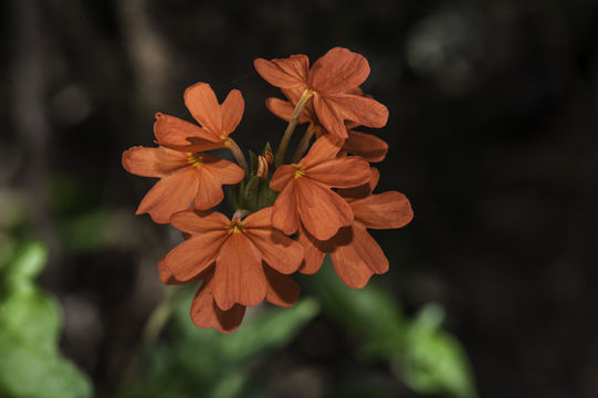 Слика од Crossandra nilotica Oliv.