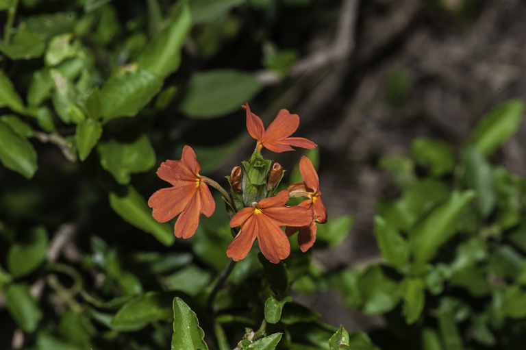 Слика од Crossandra nilotica Oliv.