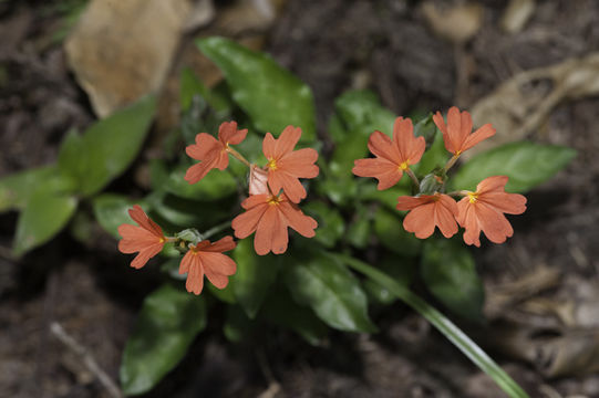 Sivun Crossandra nilotica Oliv. kuva