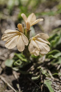 Image of Crossandra subacaulis C. B. Cl.