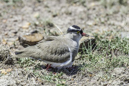 صورة Vanellus coronatus (Boddaert 1783)