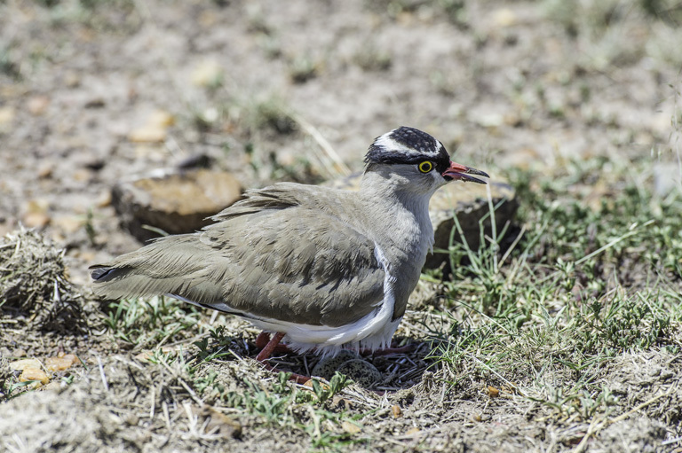 صورة Vanellus coronatus (Boddaert 1783)