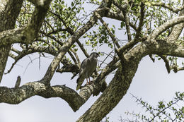 Image of Dark Chanting Goshawk