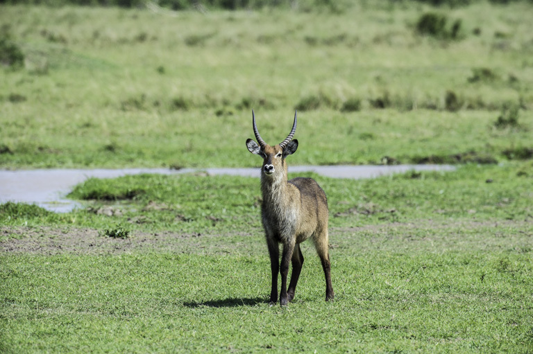 Image of Defassa Waterbuck