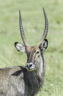 Image of Defassa Waterbuck