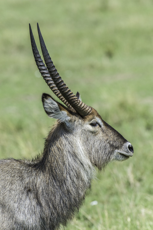 Image of Defassa Waterbuck