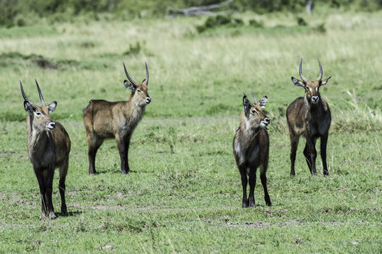 Image of Defassa Waterbuck