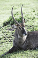 Image of Defassa Waterbuck