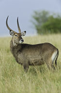 Image of Defassa Waterbuck