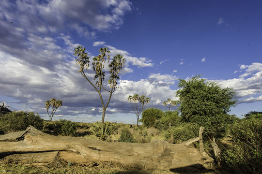 Image of Doum Palm