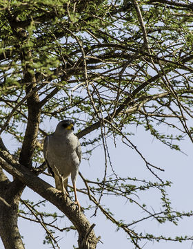 Image of Eastern Chanting Goshawk