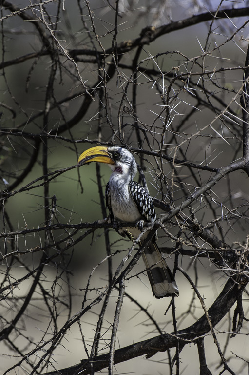 Image of Eastern Yellow-billed Hornbill