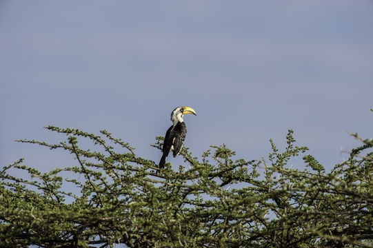 Image of Eastern Yellow-billed Hornbill