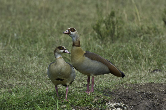 صورة وزة مصرية