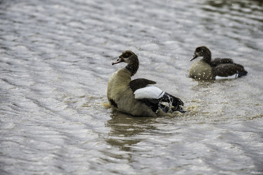 Image of Egyptian Goose