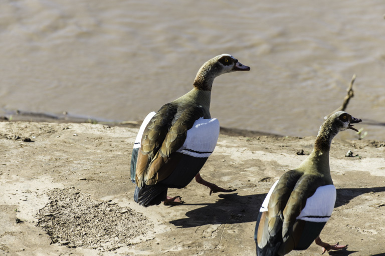 Image of Egyptian Goose