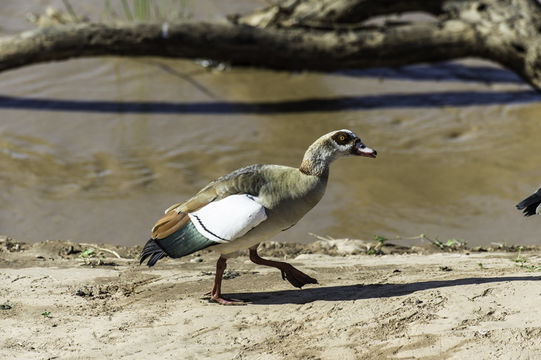 Image of Egyptian Goose