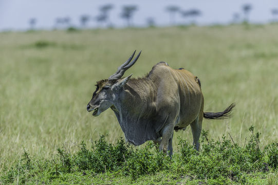 Image of Eland