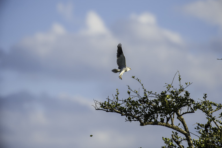 Image of Black-shouldered Kite