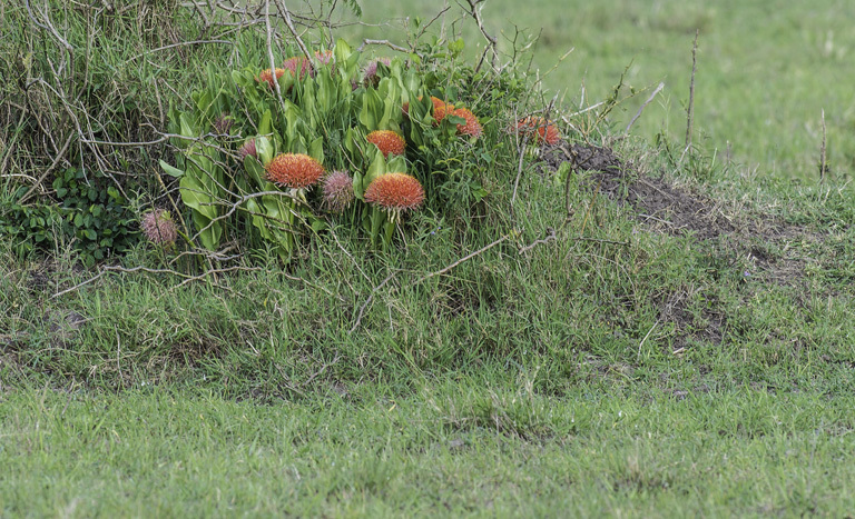 Image of Katherine Blood-lily