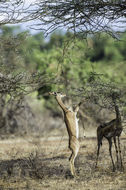 Image of Gerenuk