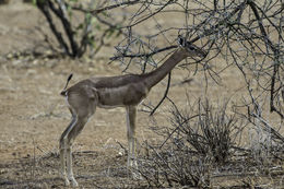 Image of Gerenuk