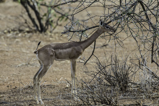 Image of Gerenuk