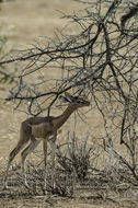 Image of Gerenuk