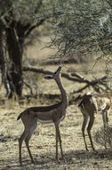 Image of Gerenuk