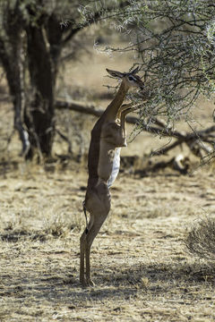 Image of Gerenuk