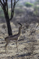 Image of Gerenuk