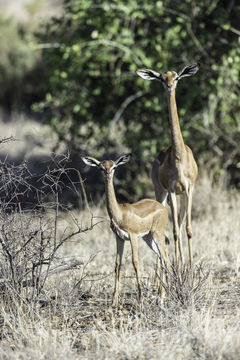 Image of Gerenuk