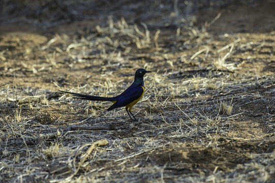 Image of Golden-breasted Starling