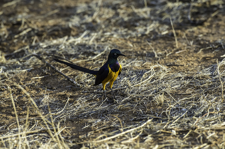 Image of Golden-breasted Starling