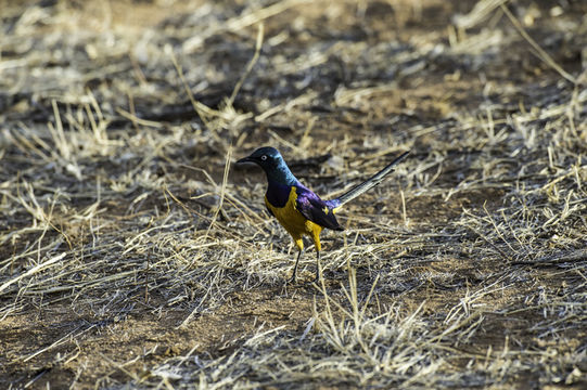 Image of Golden-breasted Starling