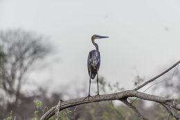 Image of Goliath Heron