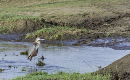 Image of Goliath Heron