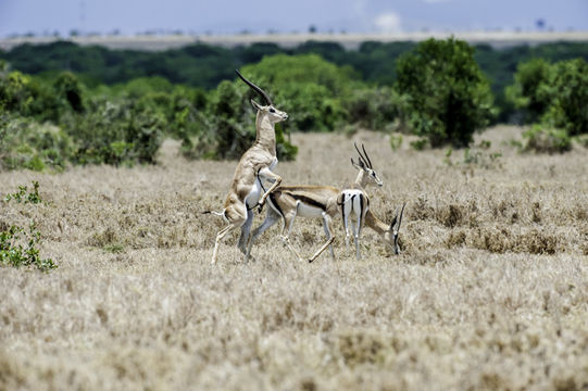 Image of Grant's Gazelle