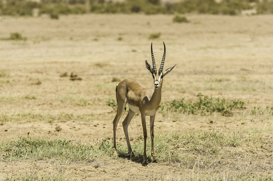 Image of Grant's Gazelle