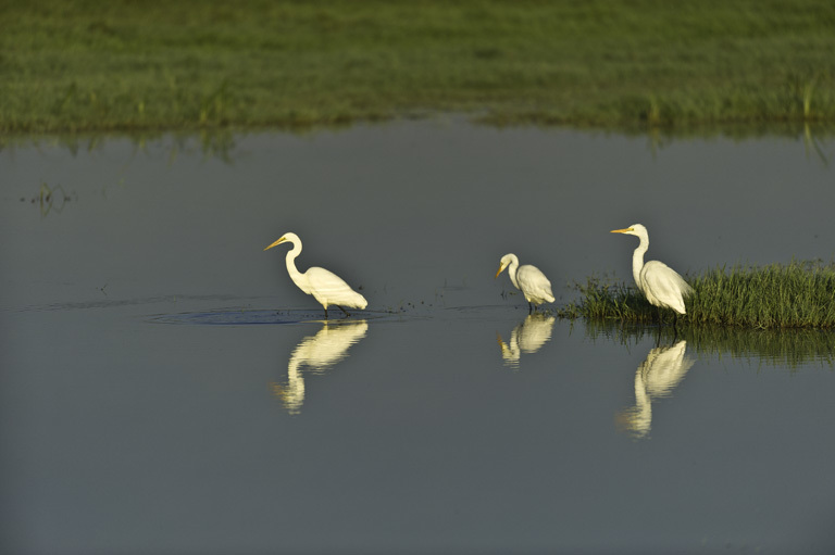 Image of Great Egret