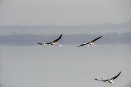 Image of Greater Flamingo