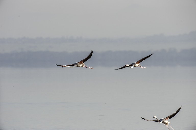 Imagem de Phoenicopterus roseus Pallas 1811