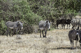 Image of Grevy's Zebra